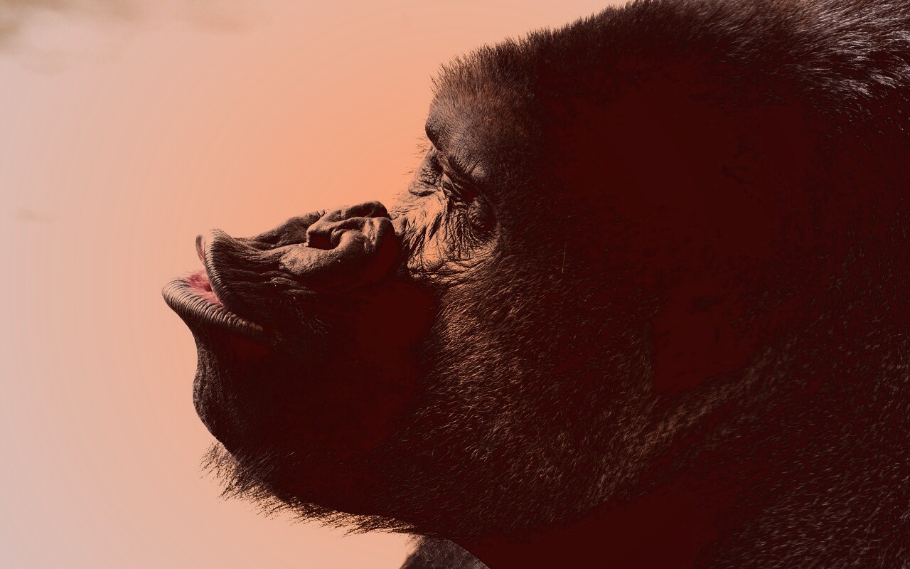 Горилла корчит рожи обои