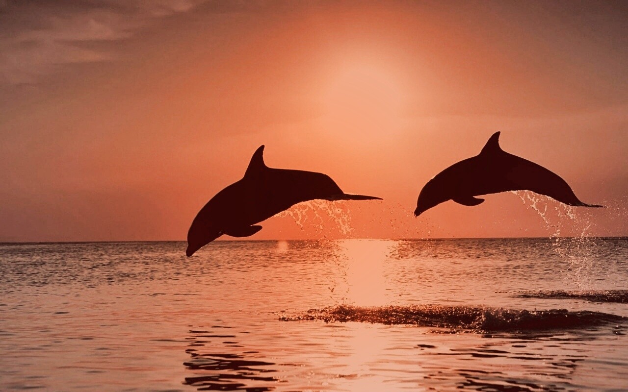 Дельфины выпрыгивают из воды обои