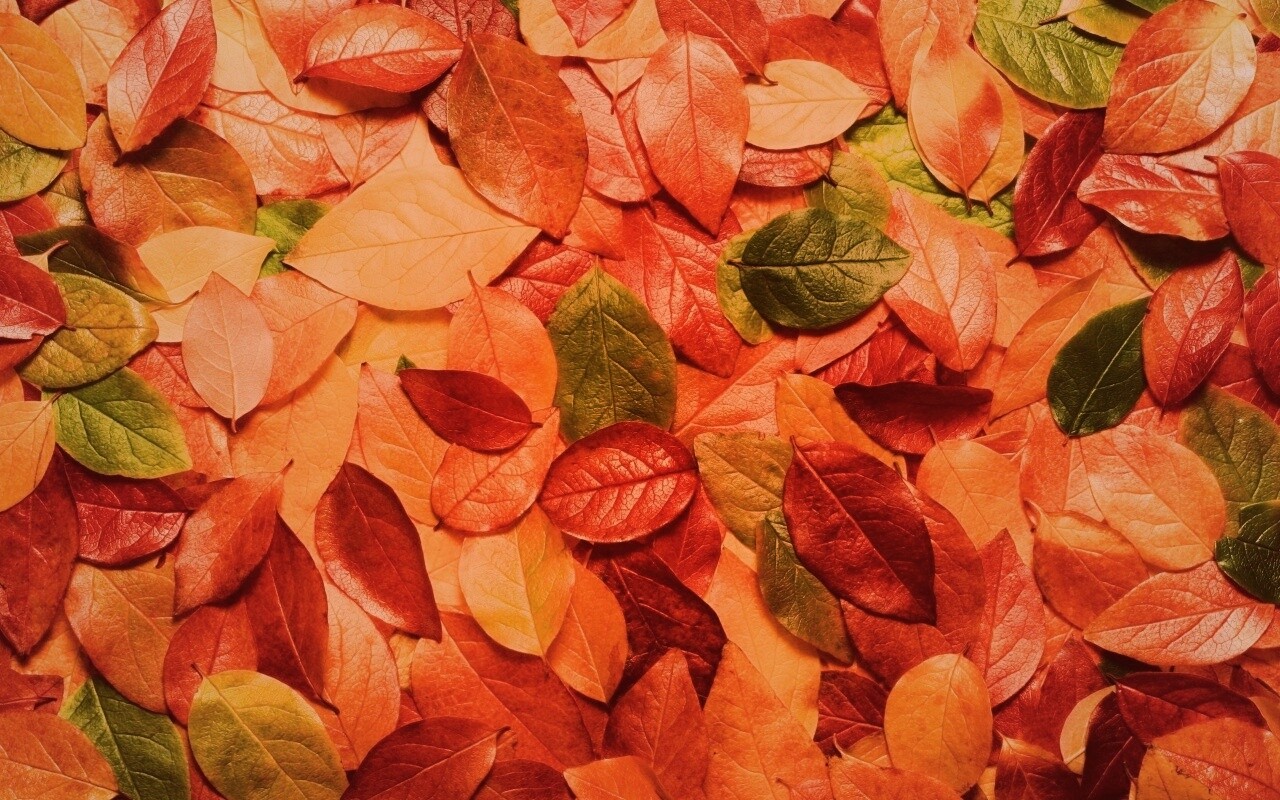Цветной ковёр из листьев обои