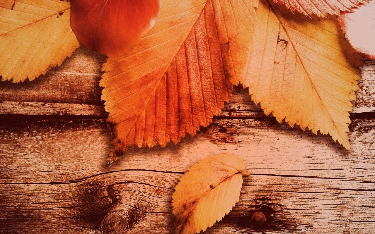 Красиво разложенные листья обои