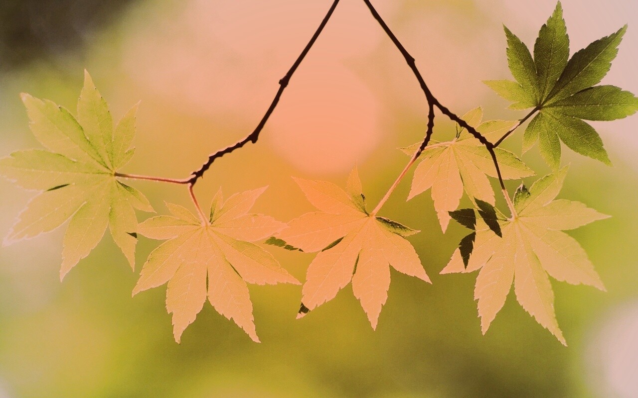 Зелёные листья обои