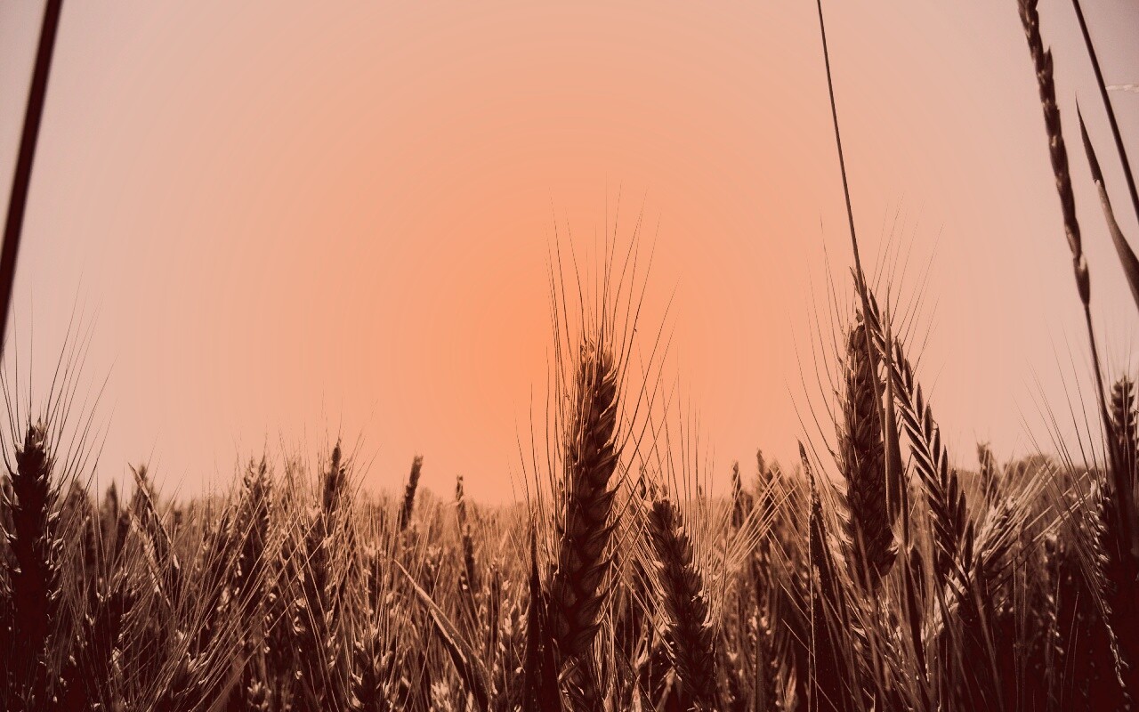 Колосья в поле обои