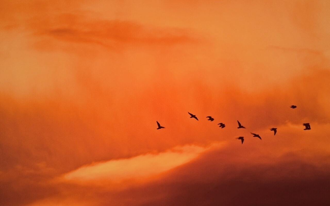 Птицы летят в закатном небе обои