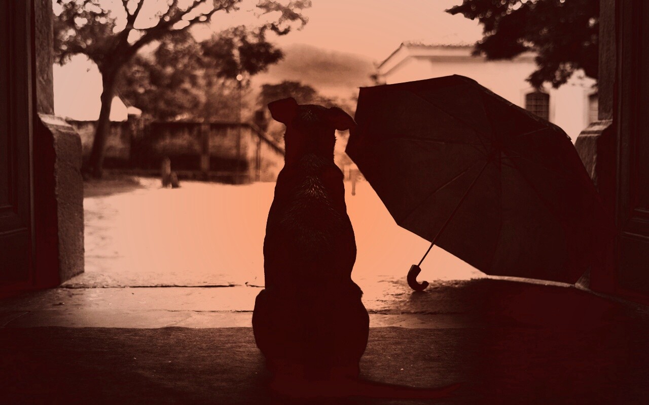 Собака и зонтик обои