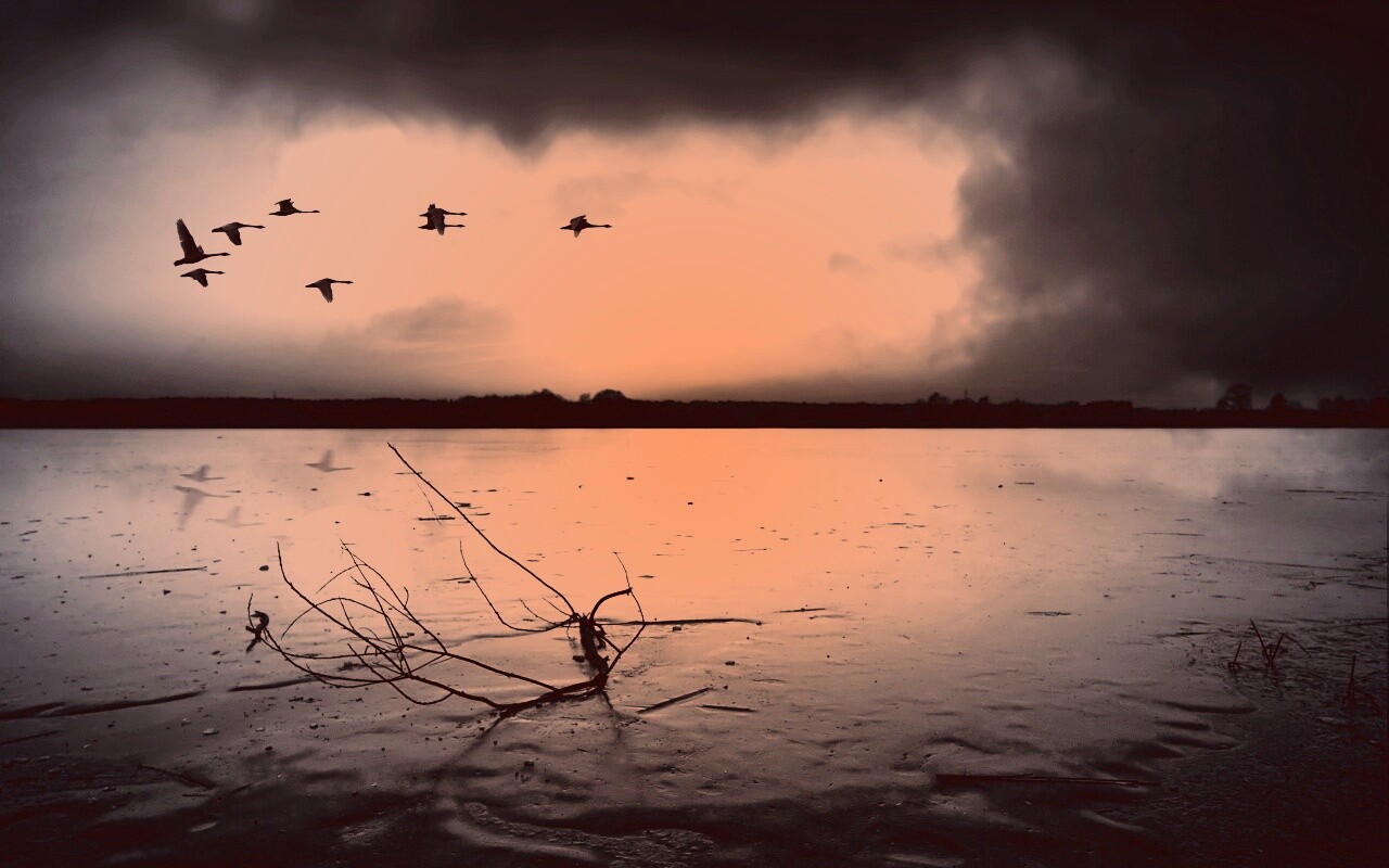 Полет птиц над озером обои