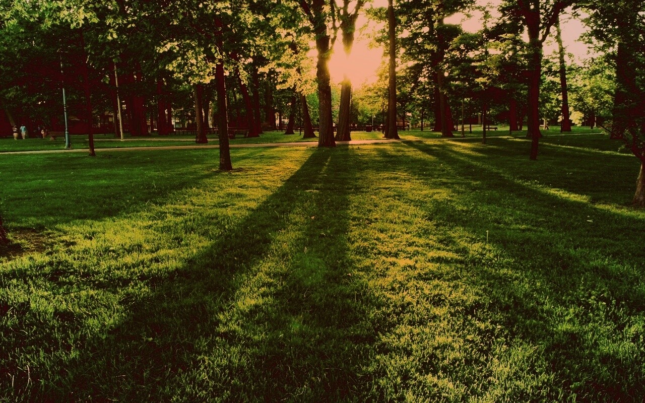 Лучи солнца сквозь листву деревьев обои