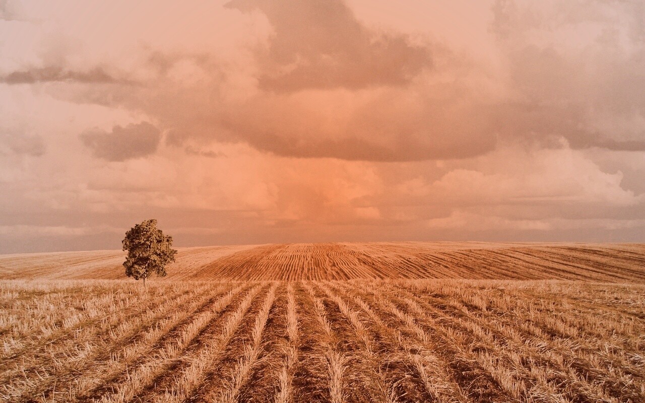 Дерево в поле обои
