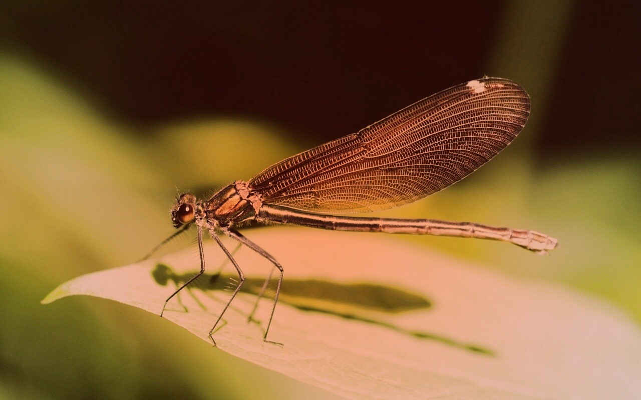 Стрекоза на листе обои