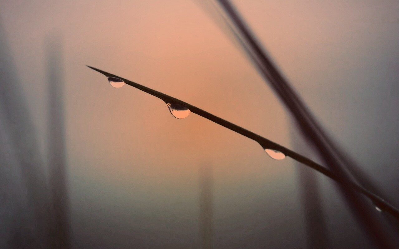 Трава после дождя обои