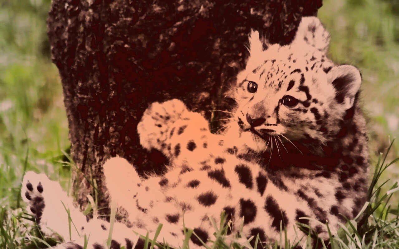 Котенок большой дикой кошки обои