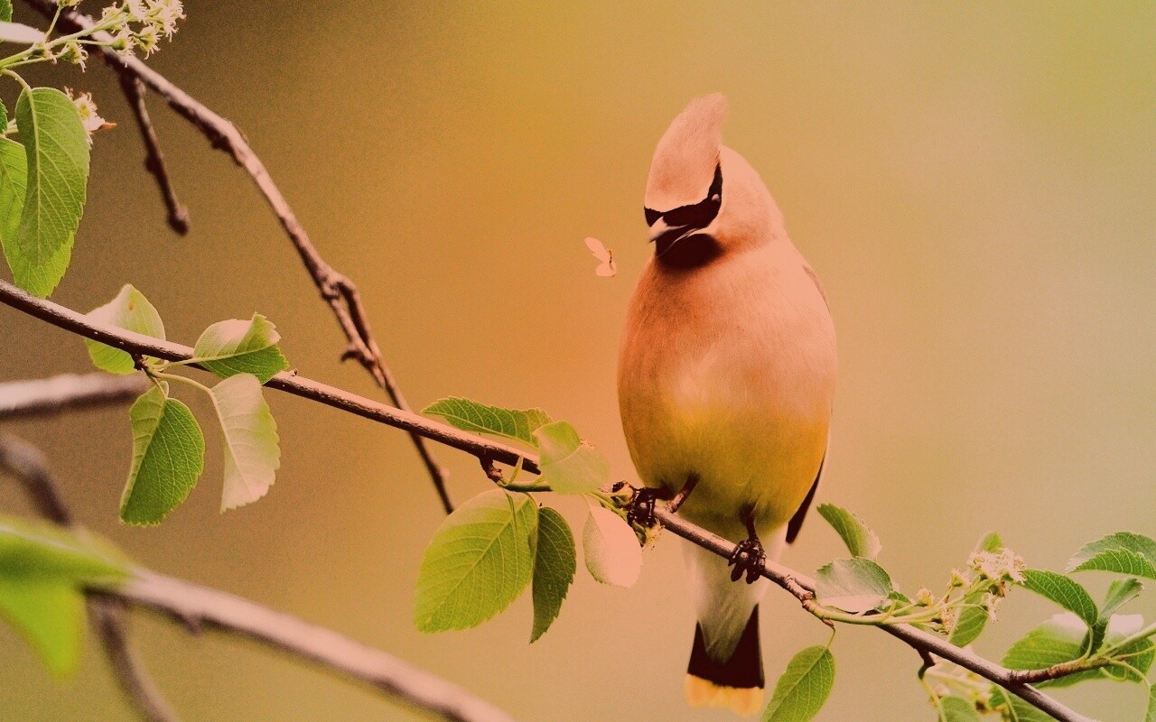 Оранжевая птичка обои