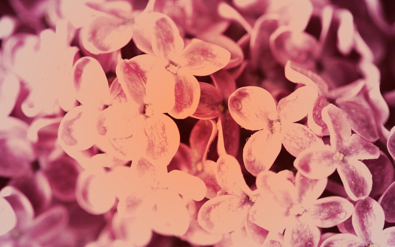 Цветы сирени обои