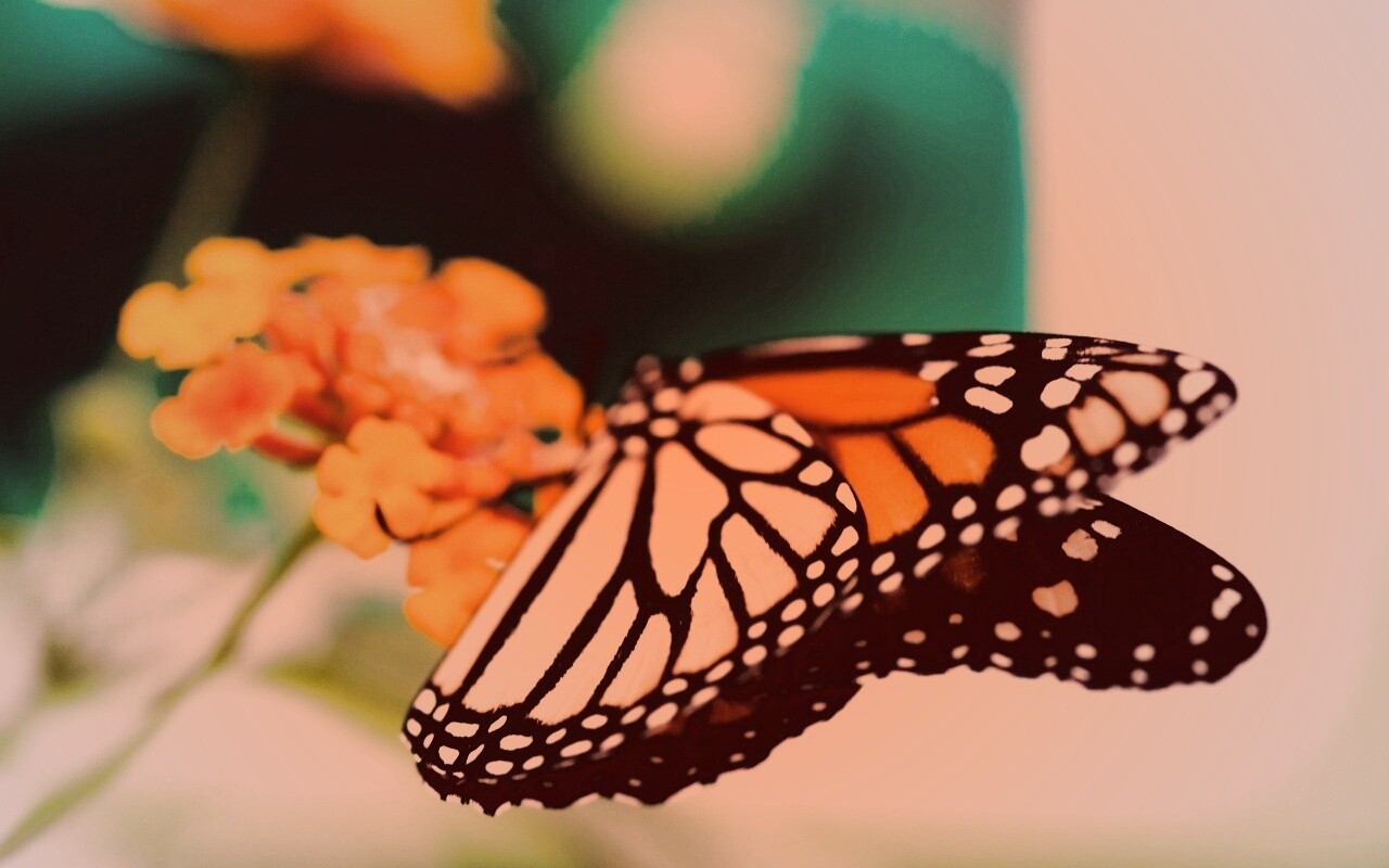 Бабочка на цветке в макро обои