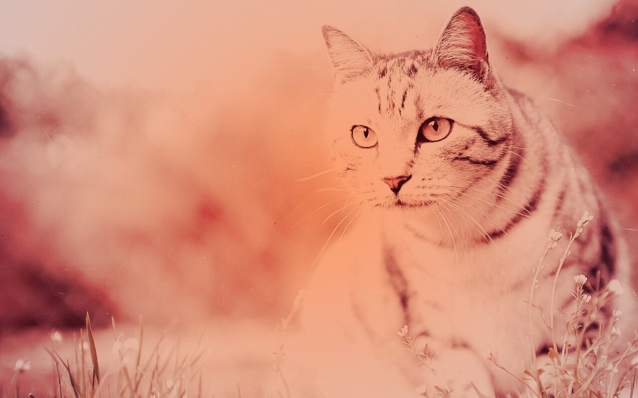 Кот в теплых тонах обои