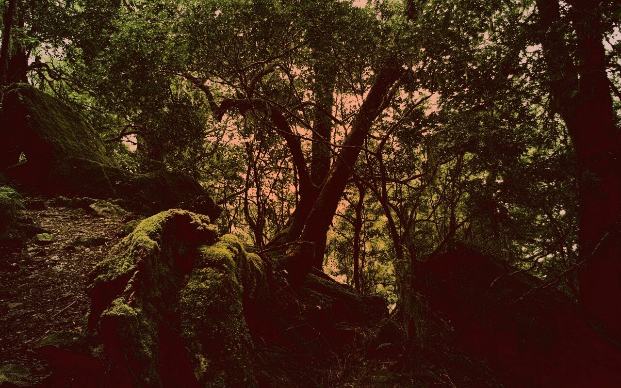 Чаща мшистого леса обои