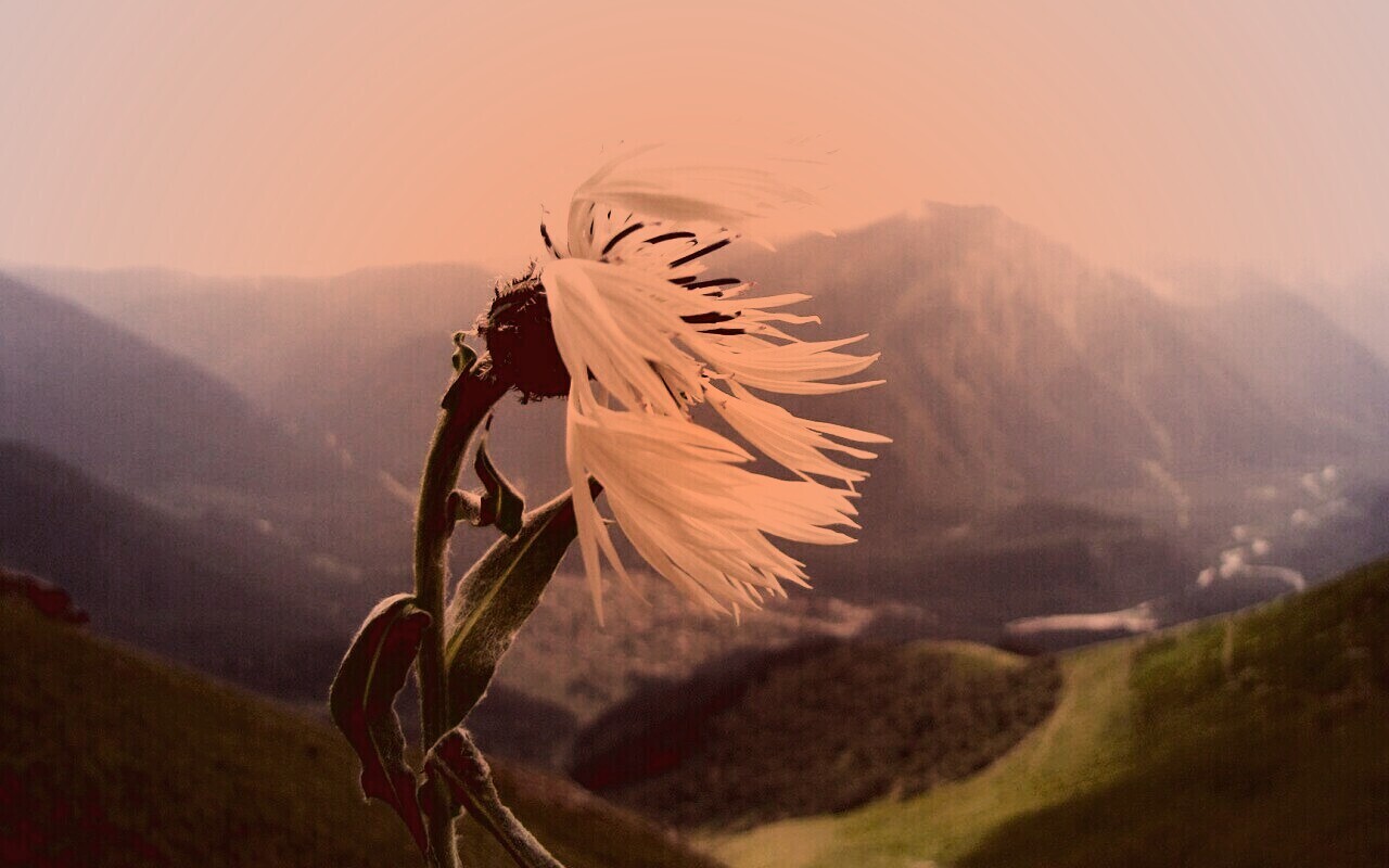 Горный цветок обои