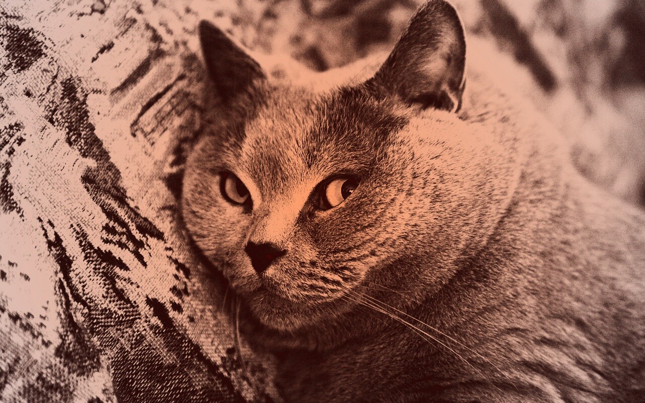 Щекастый британский котик обои