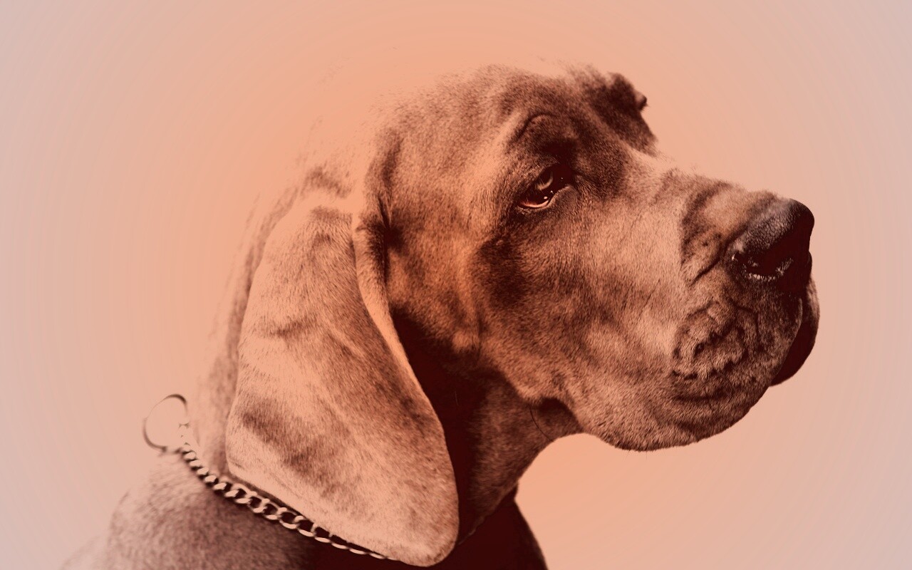 Грустная собака обои