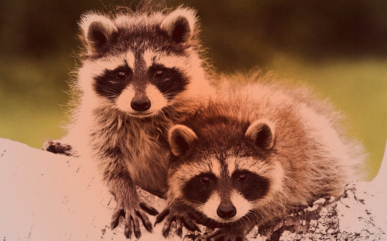 Полосатики обои