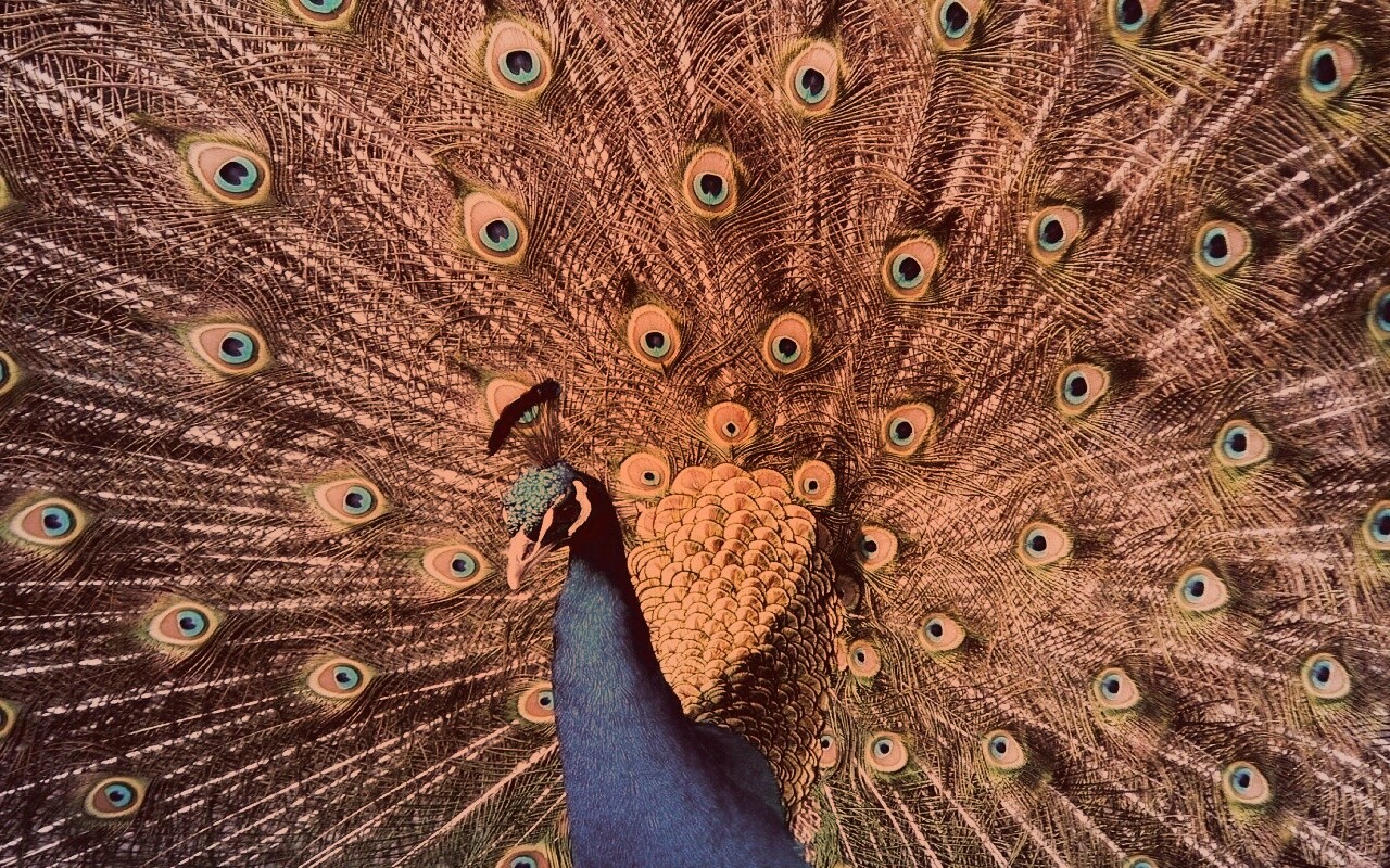 Павлин, говоришь... обои