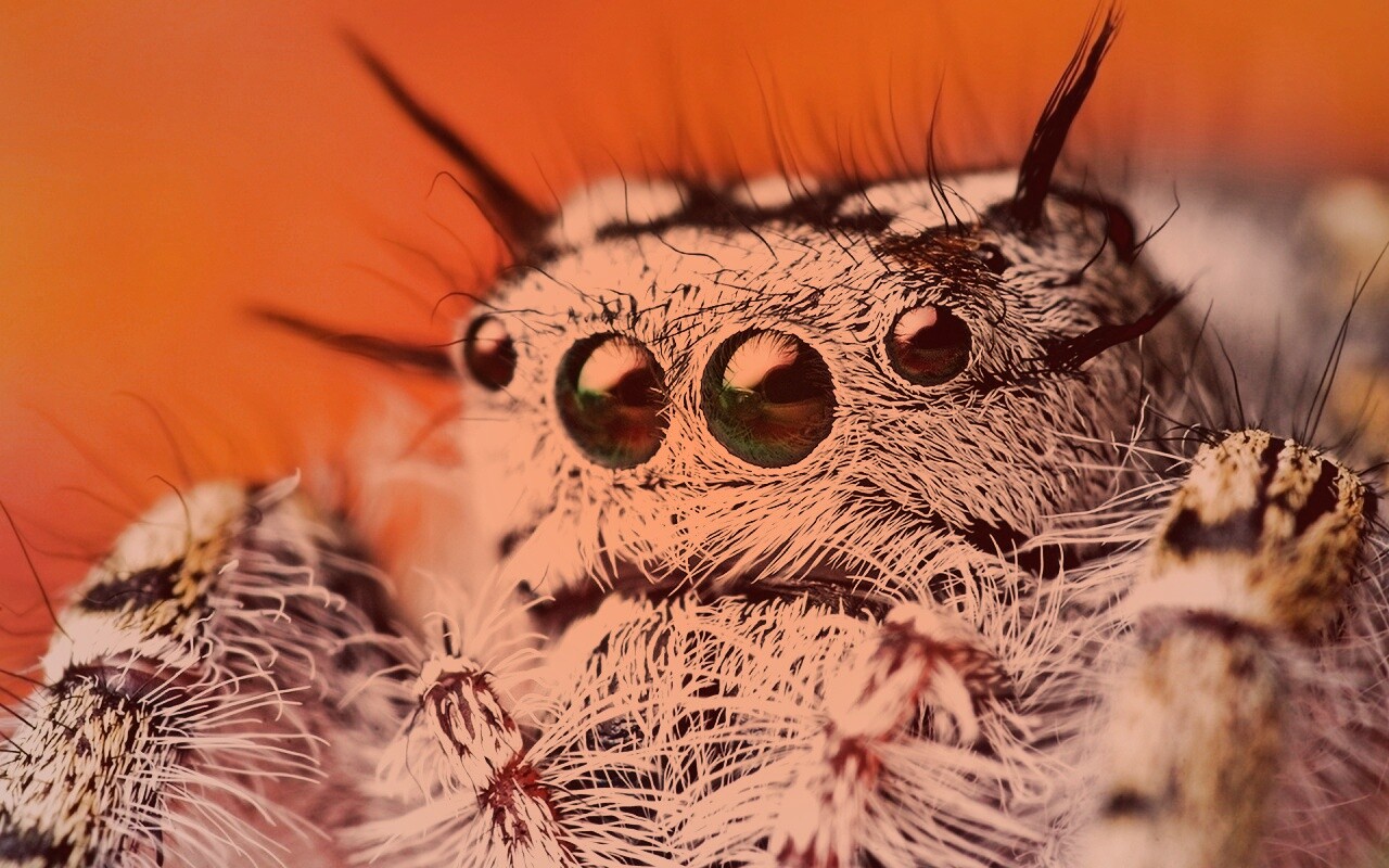 Паук в макро обои