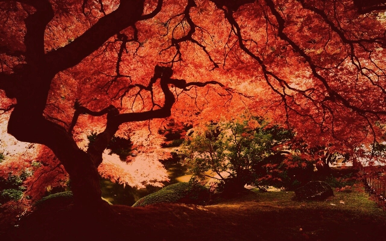 Под оранжевой кроной обои