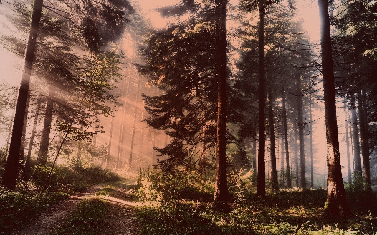 Тропа в лесу обои