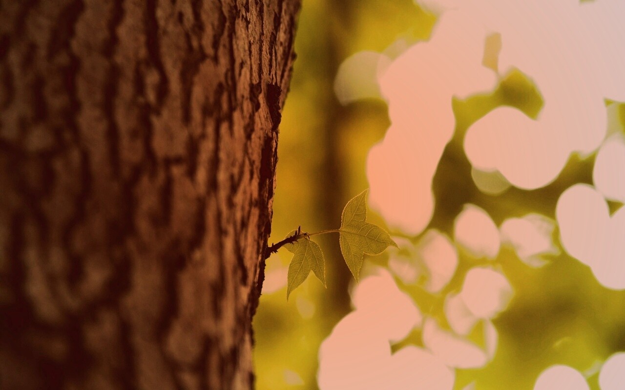 Листок на стволе дерева обои