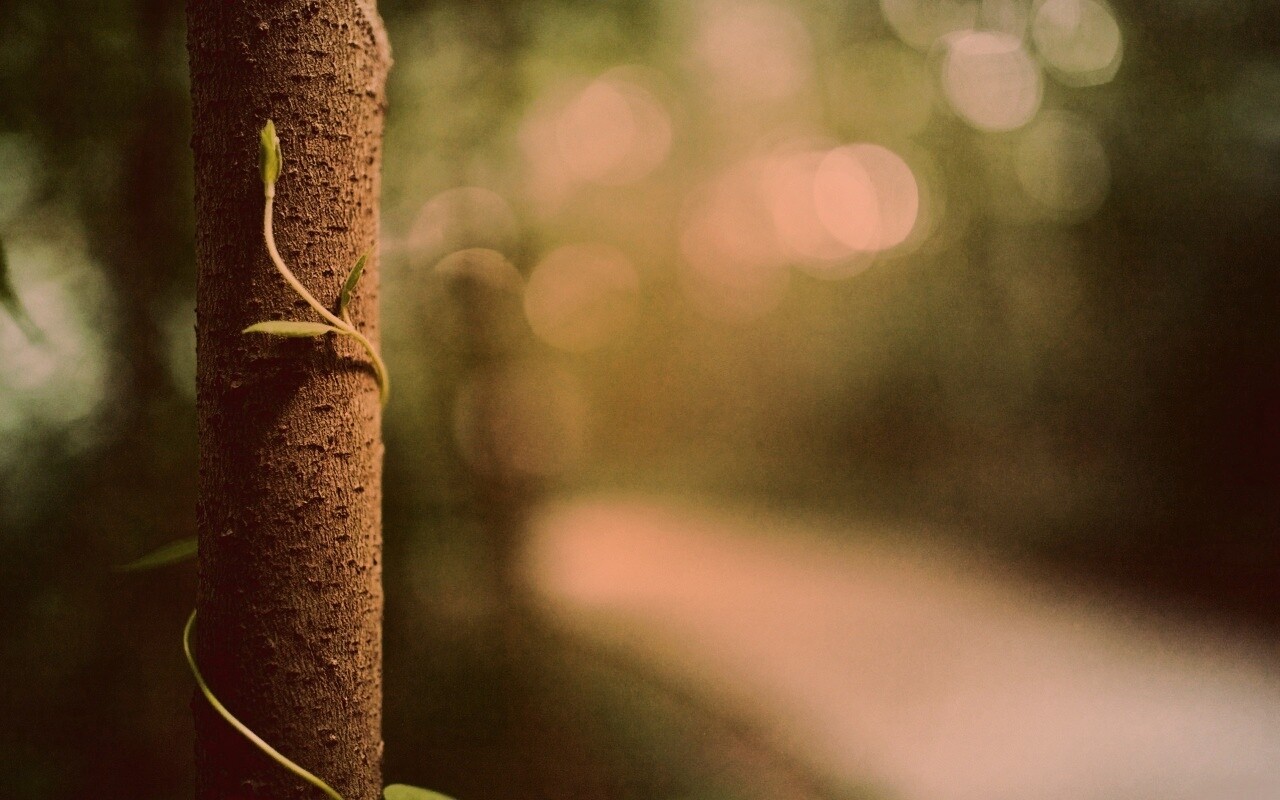 Стебелек на стволе деревца обои
