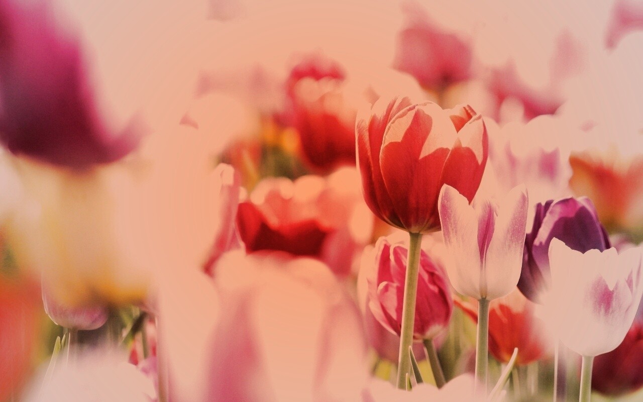 Красивые тюльпаны обои