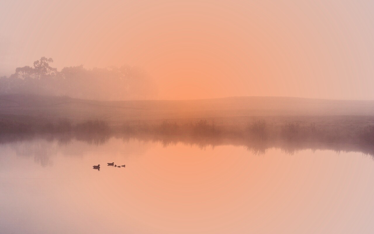 Ducks on a Misty Pond обои
