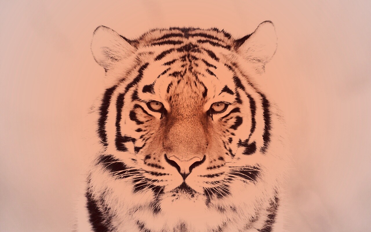 Красавец тигр обои