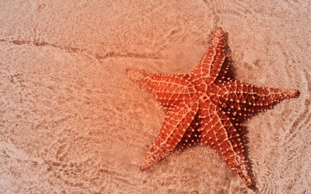 Морская звезда обои