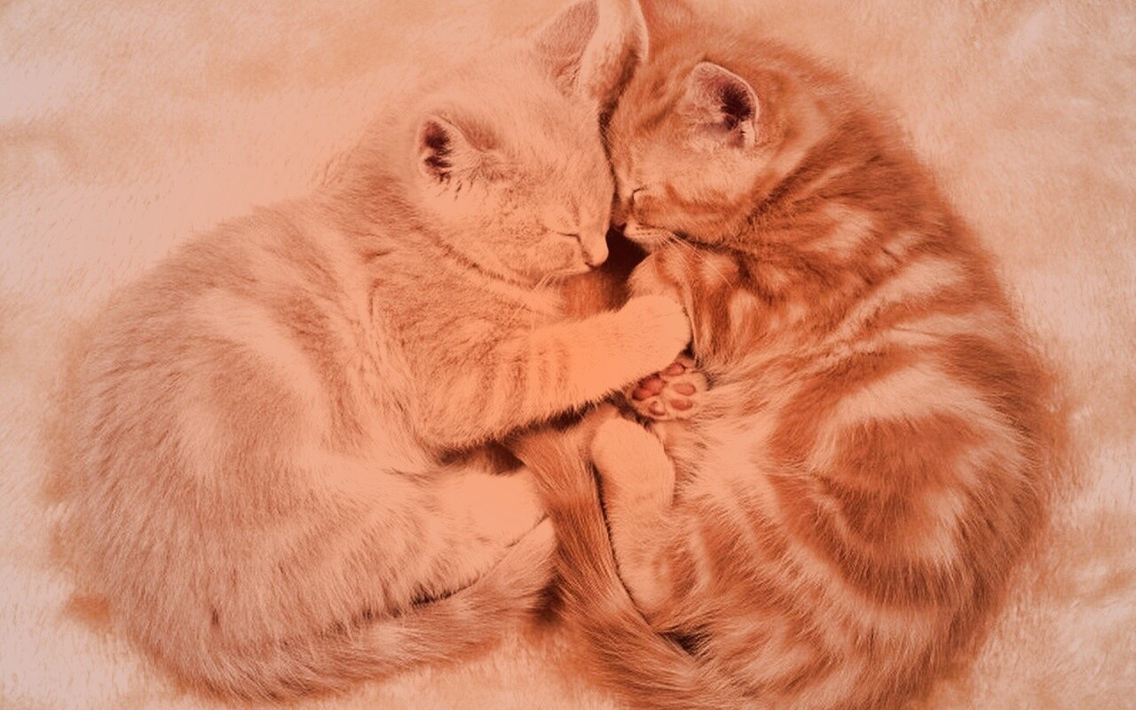 Рыжие котята в обнимку обои