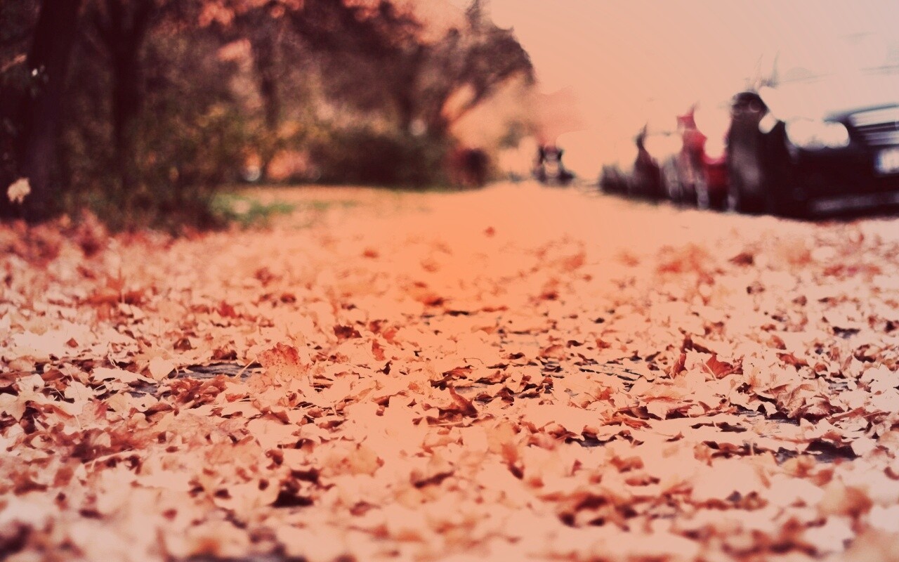 Осенние листья обои