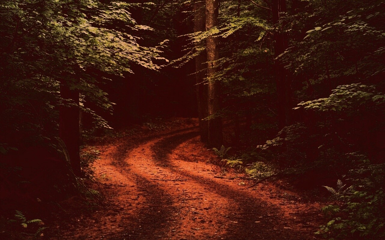 Лесная дорога обои