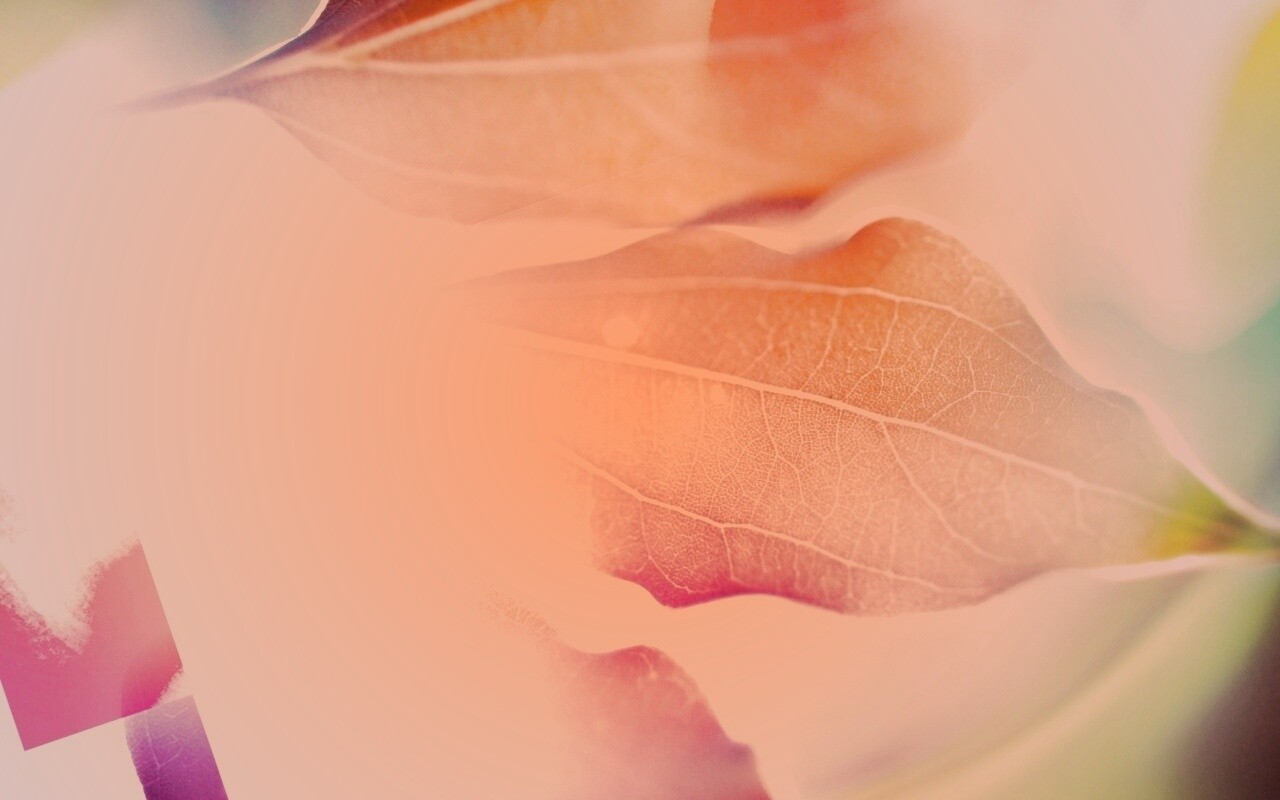 Радужные листья обои