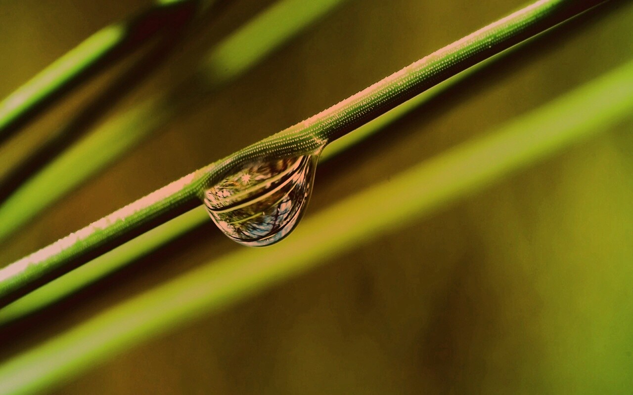 Капелька воды на стебле обои