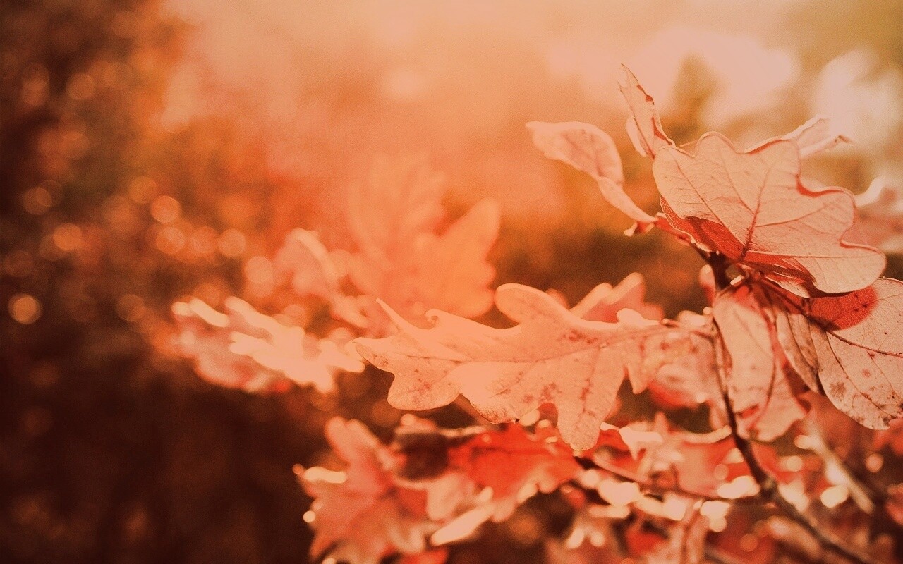 Дубовые листья обои