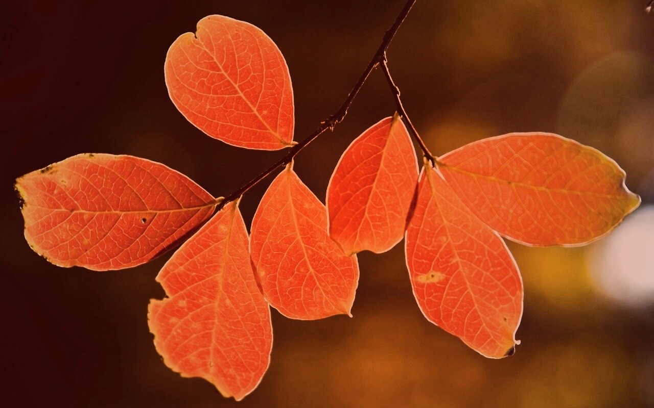 Ветка с оранжевыми листьями обои