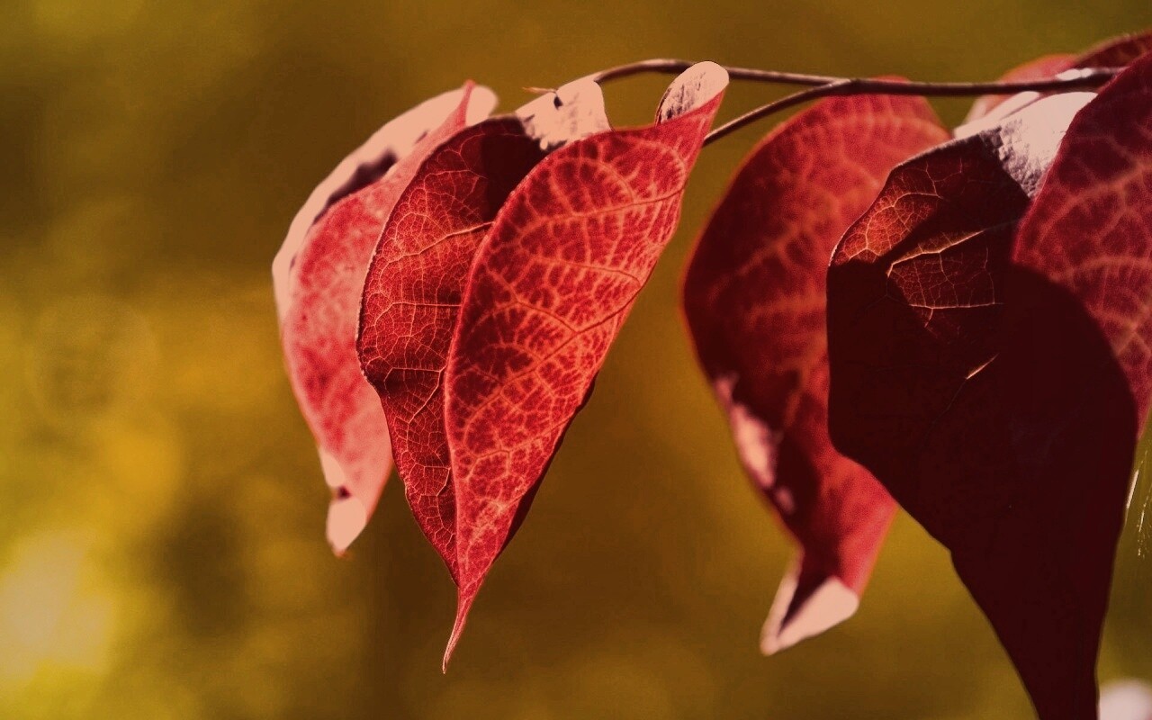 Ветка красных листьев обои