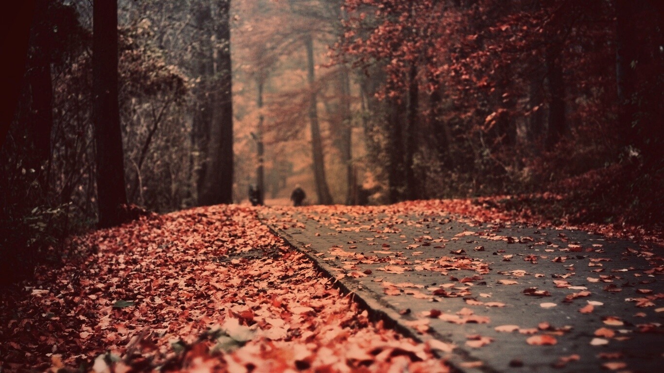 Осенняя дорога обои