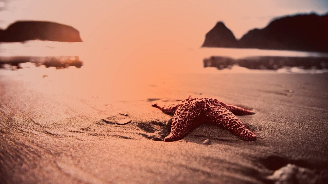 Морская звезда обои