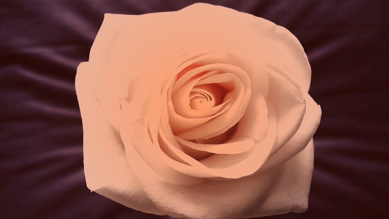 Белая роза обои