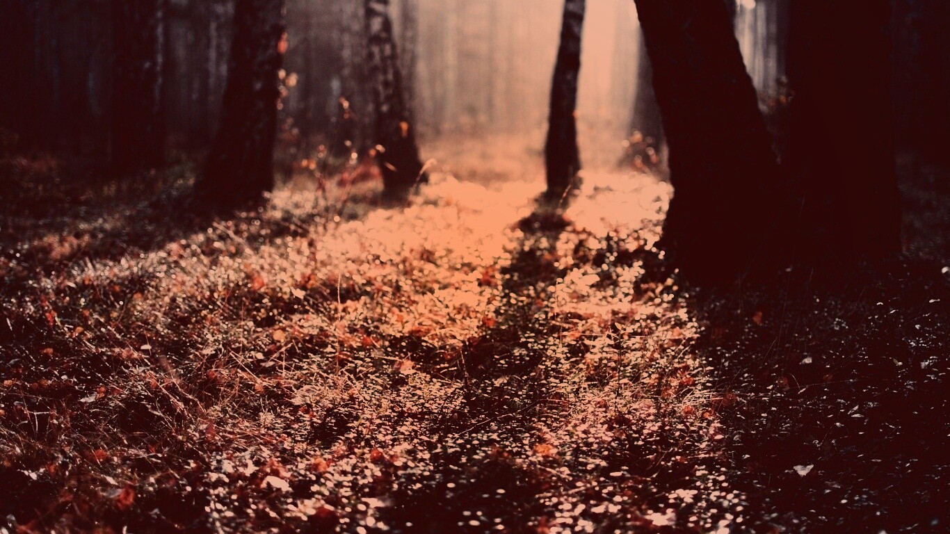 Лесная земля обои