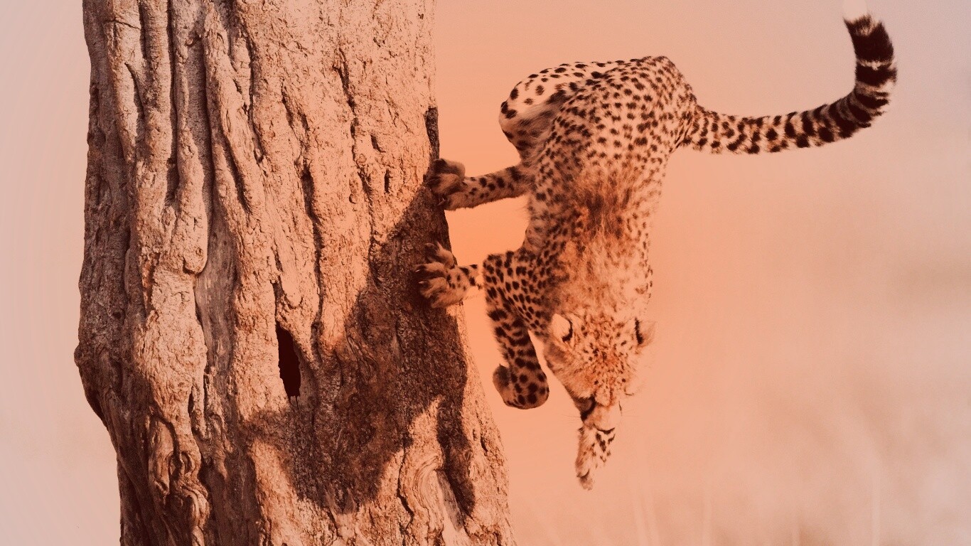 Скалолаз обои