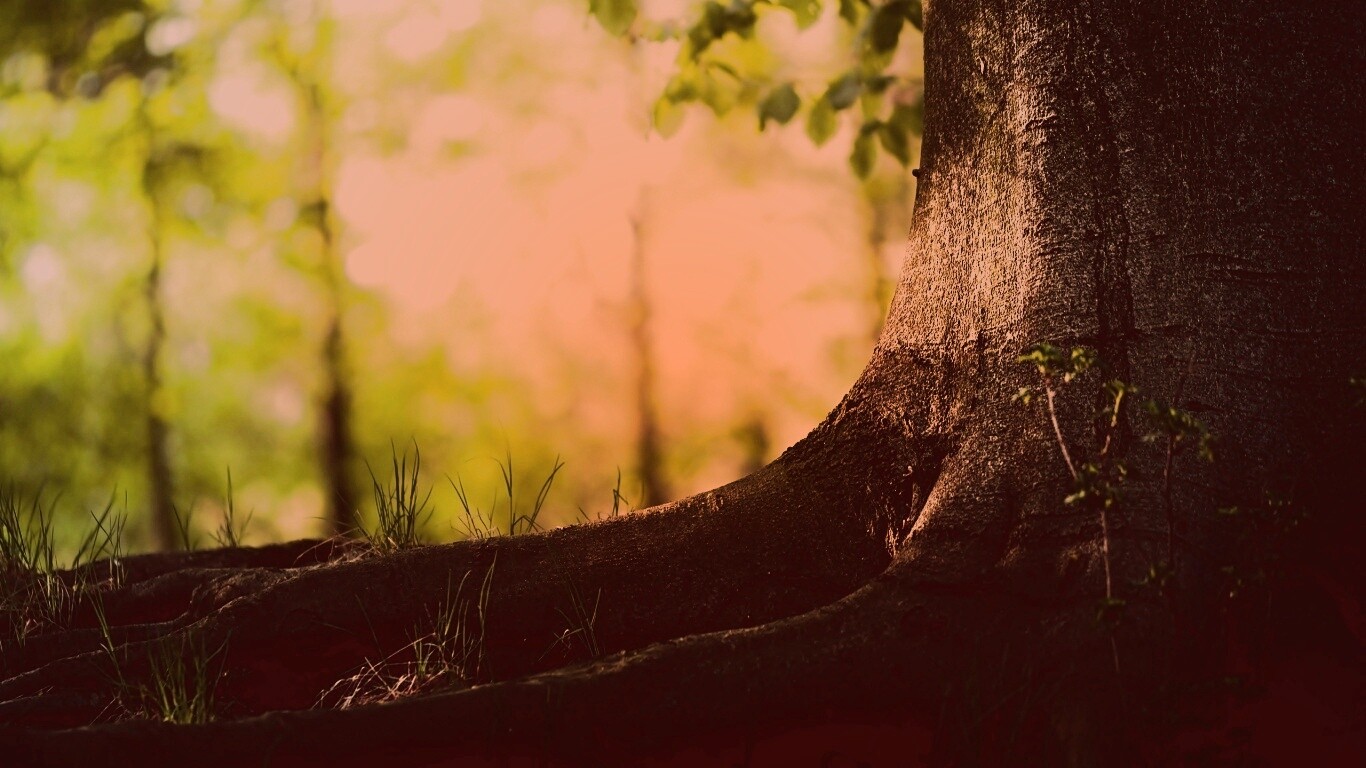 Корни дерева обои