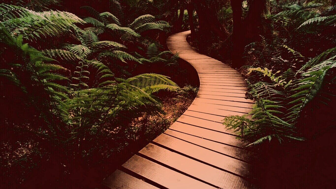 Дорожка в зарослях обои