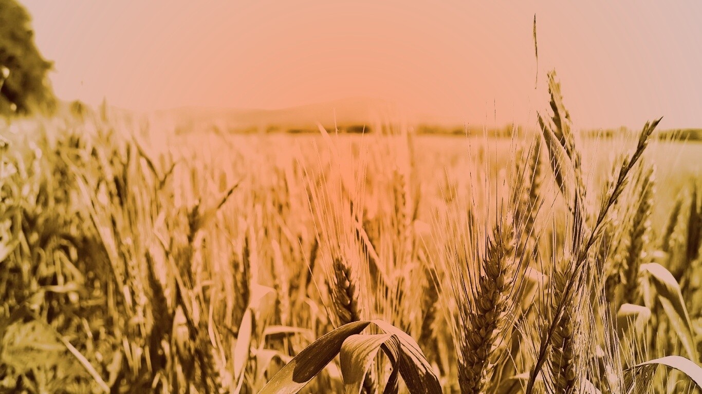 В полях обои