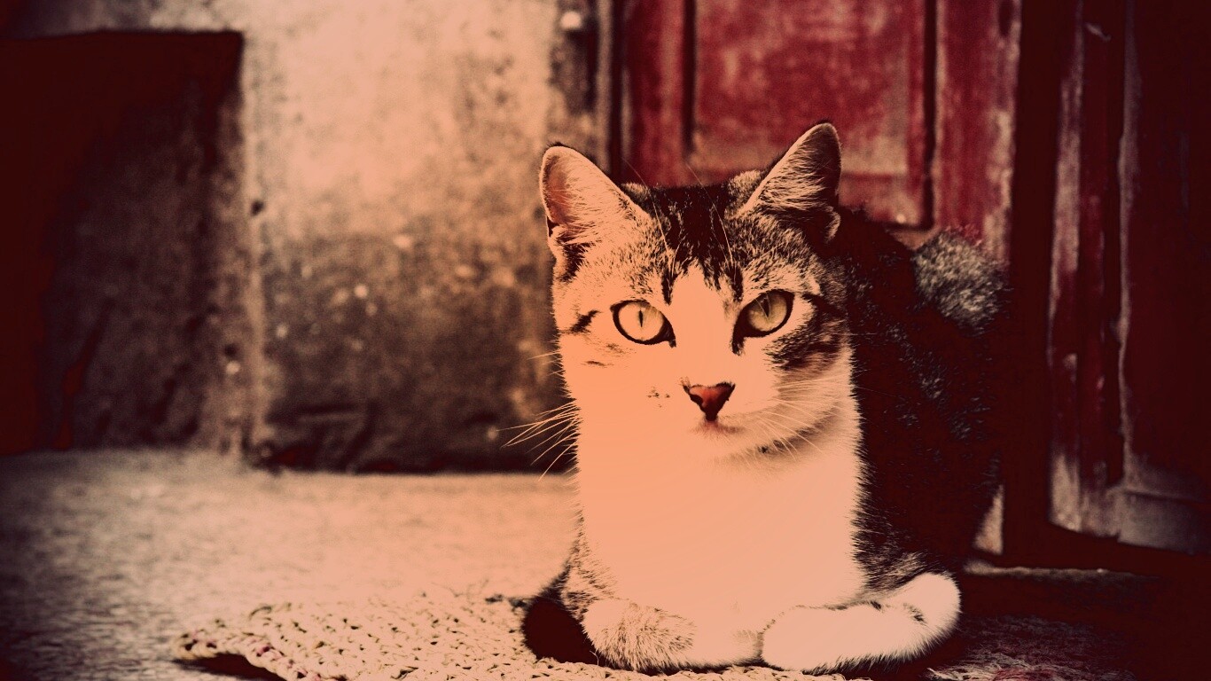 Кошечка на подстилке обои